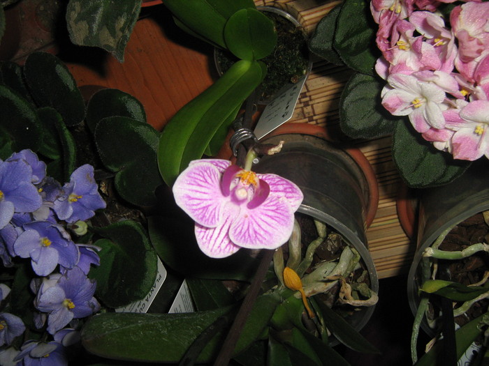 Phalaenopsis - Orhidee