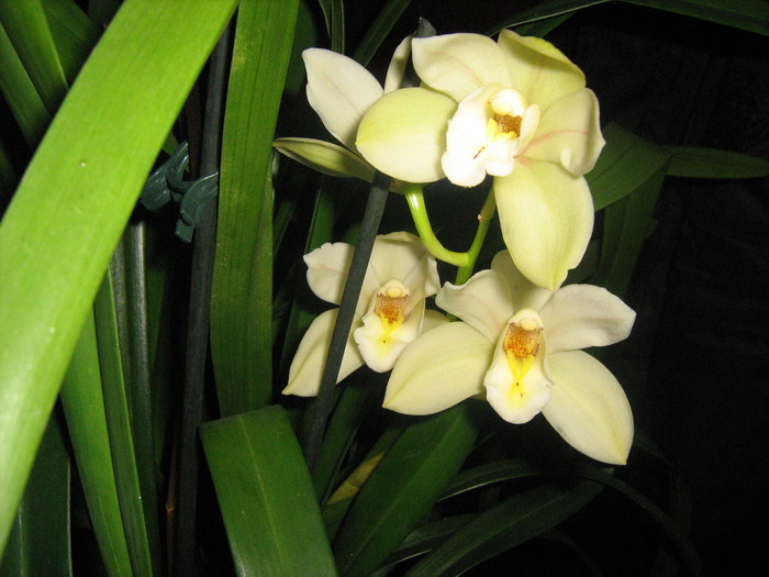 Cymbidium - Orhidee