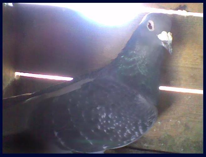 mistery pigeon ^^ - perlele crescatoriei
