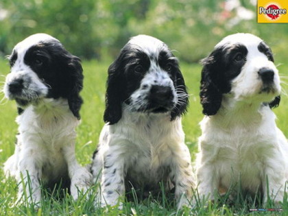  - album cu catei pedigree