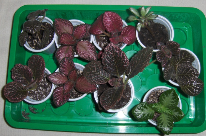 grup - Episcia