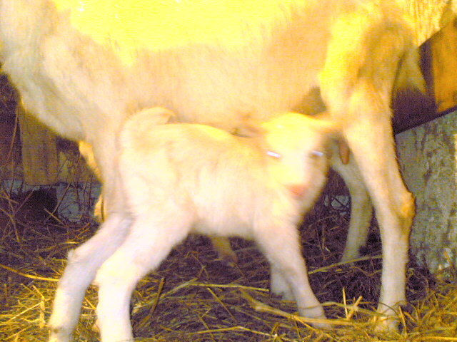 Imagine(371) - F - cei mai scumpiciiiiiiiiiii ieduti 2010