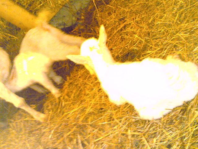 Imagine(350) - F - cei mai scumpiciiiiiiiiiii ieduti 2010