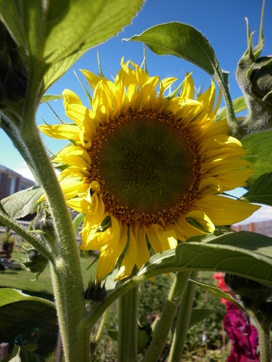Floarea soarelui gigant; 27.12.10
