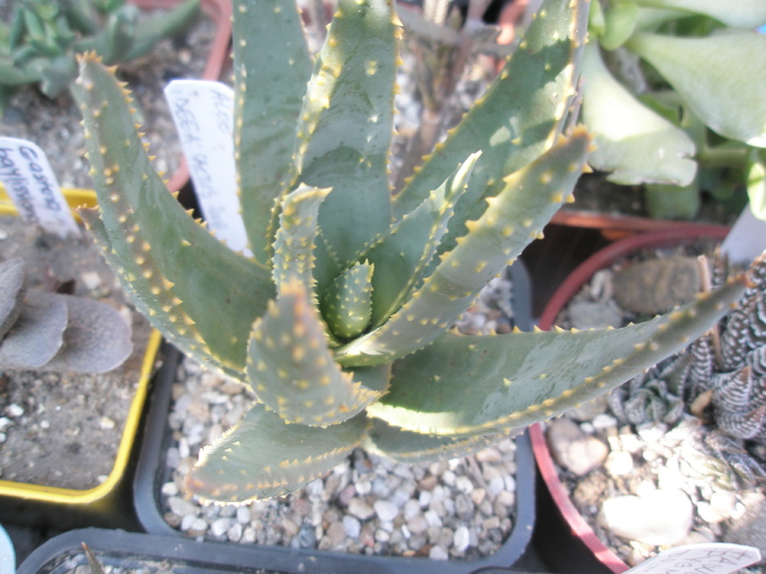 Aloe ramosissima - 06.2009; Colectia: Andre
