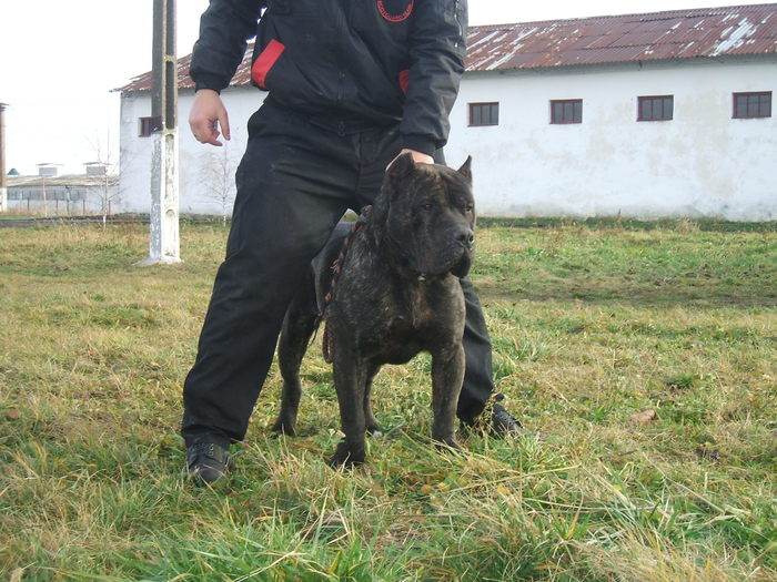 tyson - dogo canario