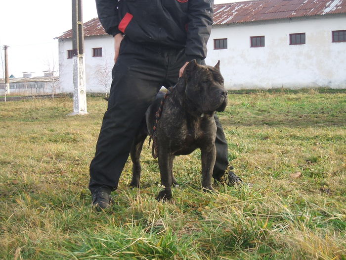 tyson - dogo canario