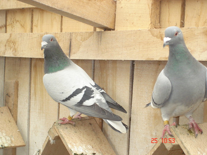 DSC02956; perche 2009
