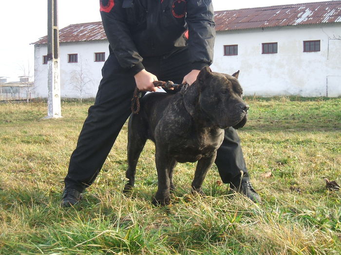 tyson - dogo canario