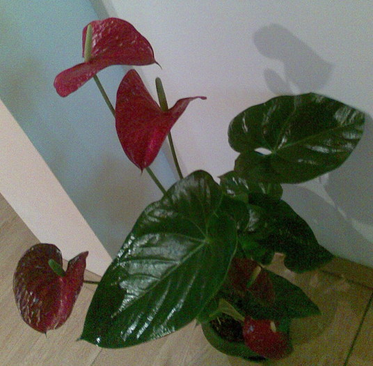 anthurium adreanum