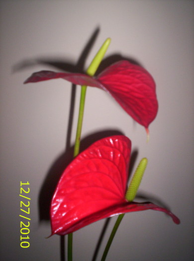 doar doua - Anthurium