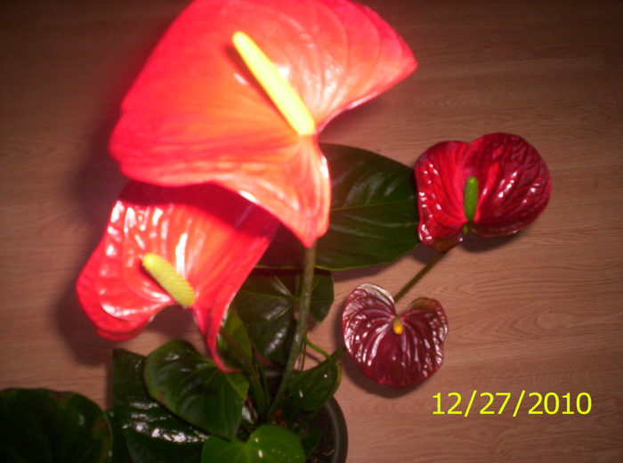 100_3066 - Anthurium