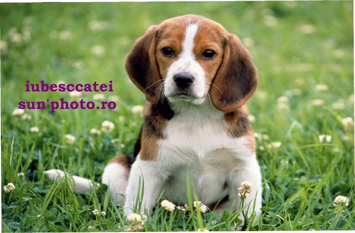 beagle - rasa beagle