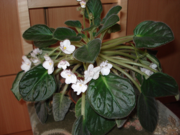 violeta 25 dec