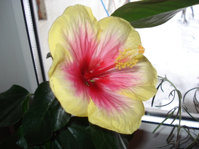 hibi 25 dec