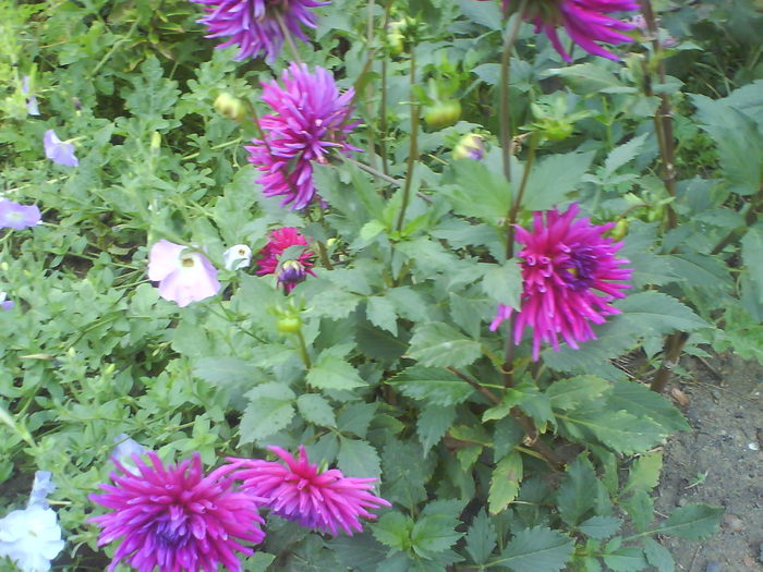 DSC03432 - Dalii album special creat pentru comandarea lor