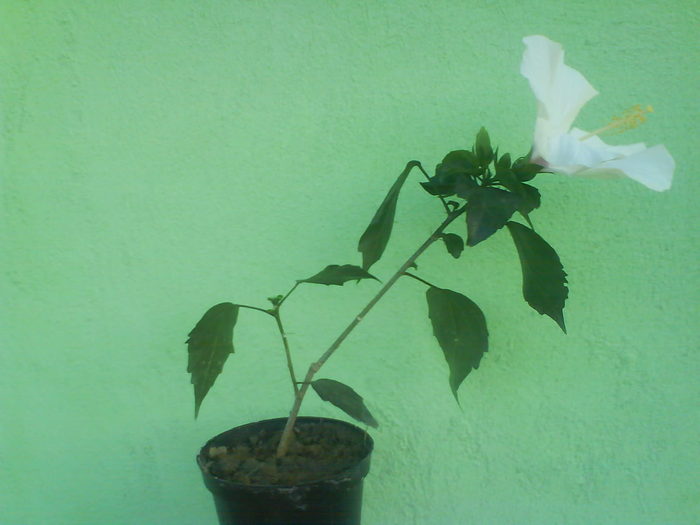 DSC03396