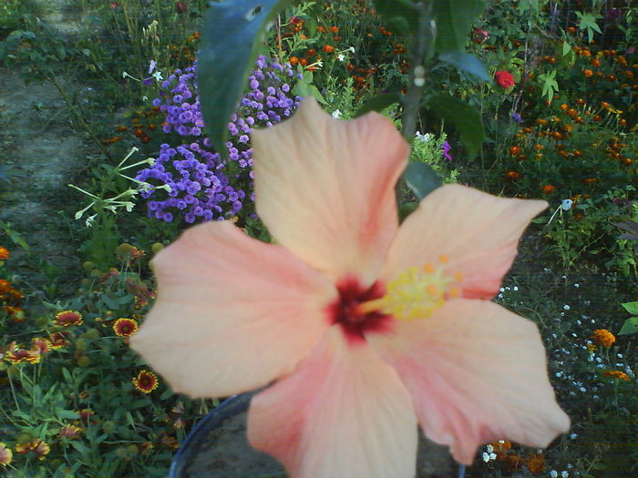 DSC03470