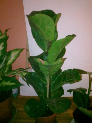 Ficus Bambino
