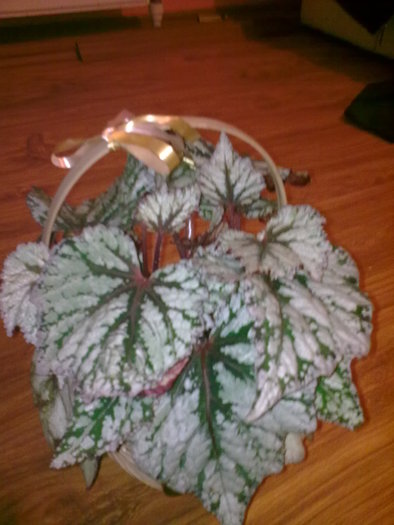 Begonia - Plante interior