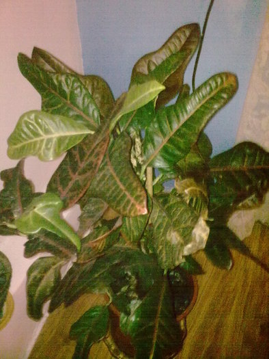 Croton