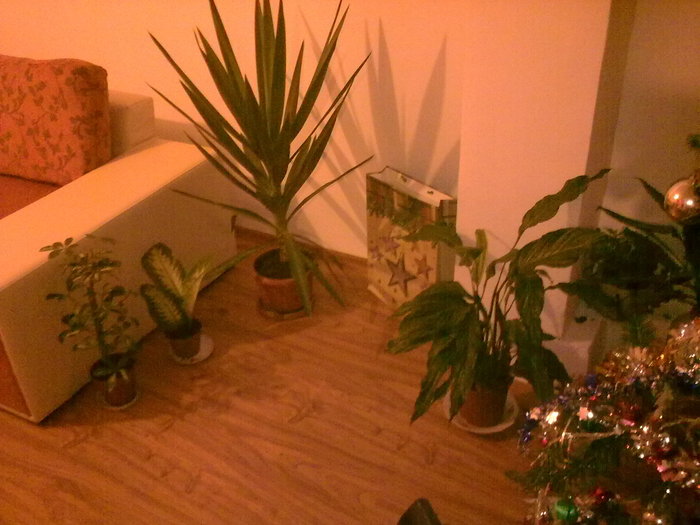 Imagine0681 - Plante interior