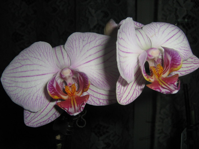 Phalaenopsis - Orhidee