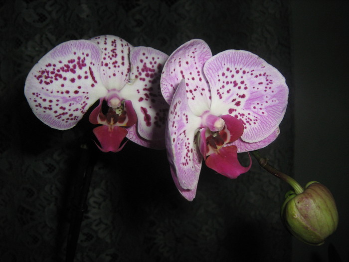 Phalaenopsis - Orhidee