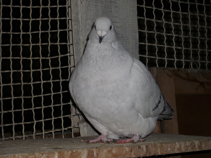  - FEMELE 2010