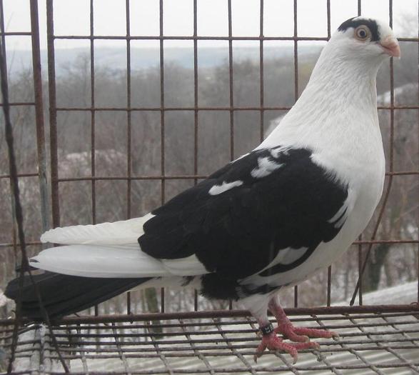 SAUA ALBA