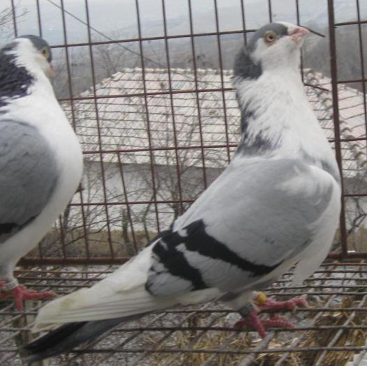 MOTAT barbie - pe albastri