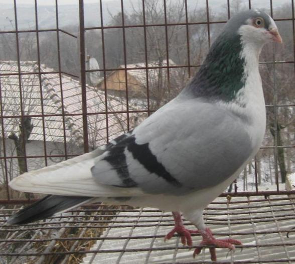 FIU FUMURIU - pe albastri