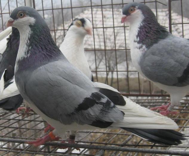 PE ALBASTRU M TANAR - pe albastri