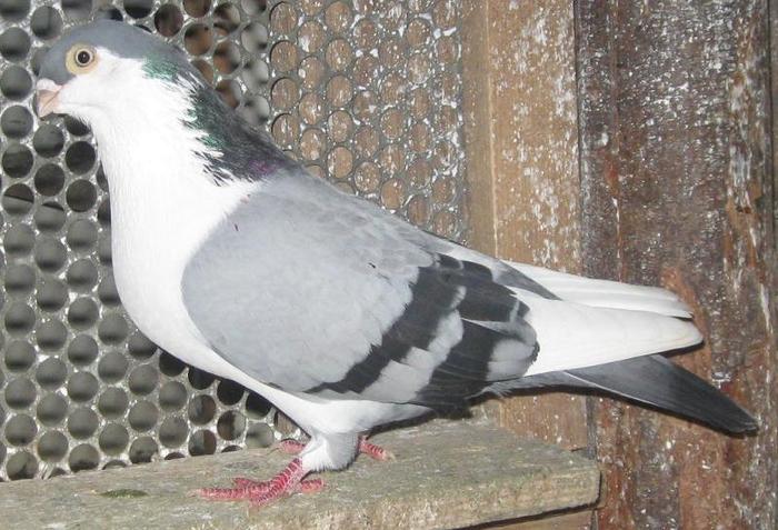 PE ALBASTRU CIULIT - pe albastri