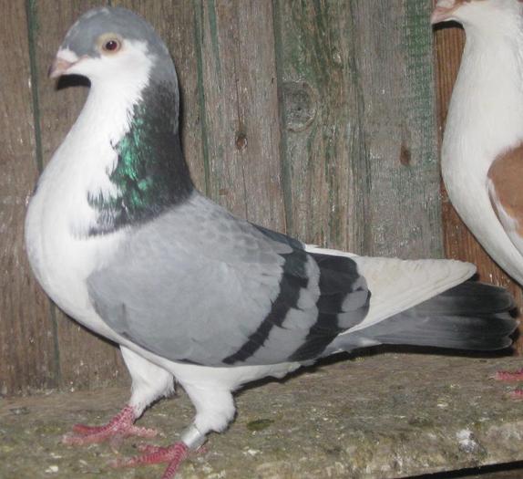 PE ALBASTRA M TANARA - pe albastri