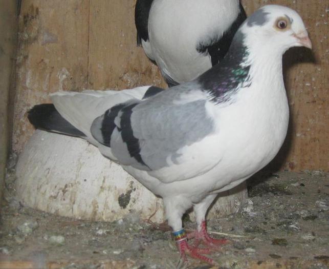 PUICA PE ALBASTRA PATATA