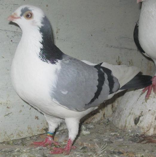 PUICA PE ALBASTRA PATATA