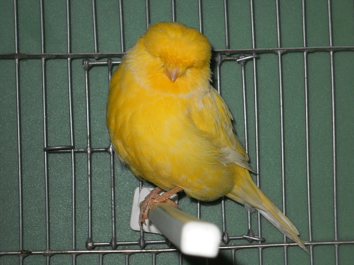 01 - Canari de postura -2010