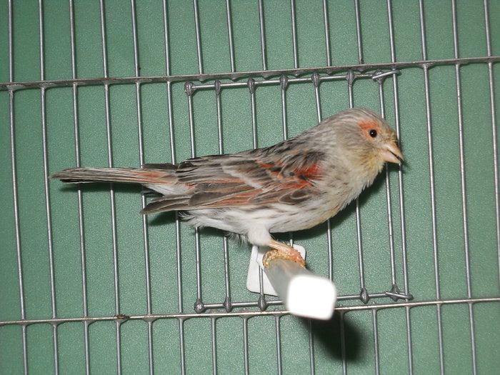 06 - Canari de culoare -2010