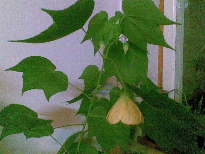Abutilion -galben - u-Abutilio-strelitzia-cactus----flori personale