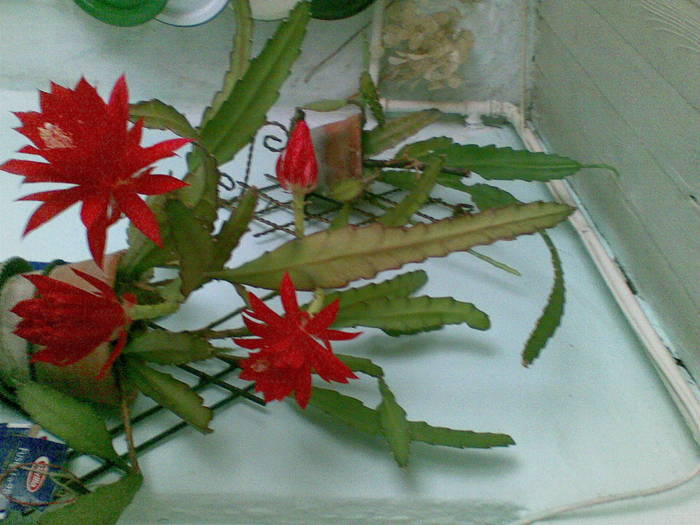 kep350 - u-Abutilio-strelitzia-cactus----flori personale