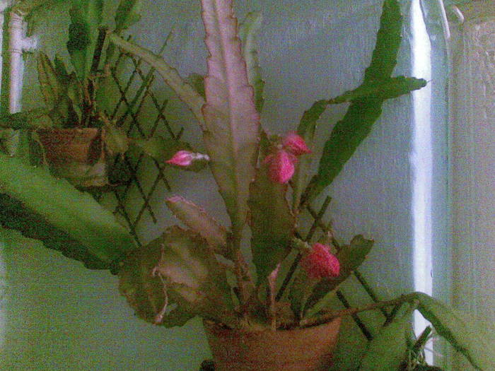 cactus - u-Abutilio-strelitzia-cactus----flori personale