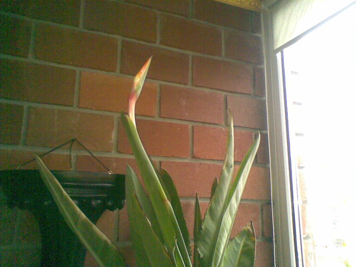 kep 365 - u-Abutilio-strelitzia-cactus----flori personale