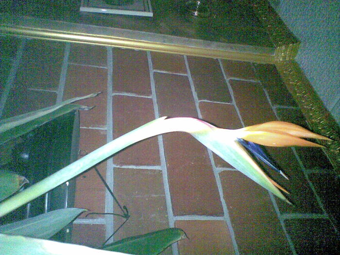 kep 465 - u-Abutilio-strelitzia-cactus----flori personale