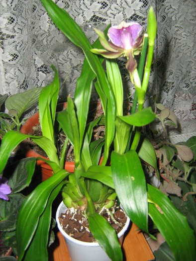 Zygopetalum