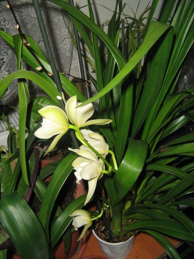 Cymbidium - Orhidee