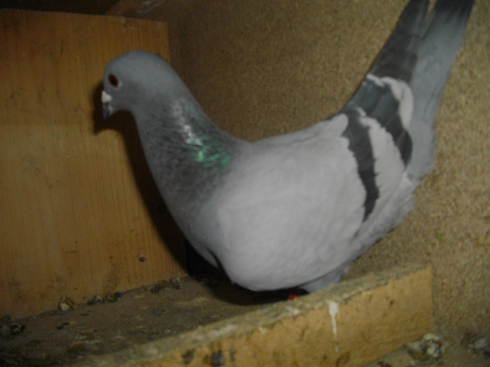 IMGP4648