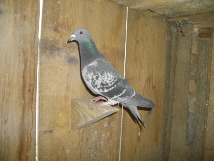 IMGP4649