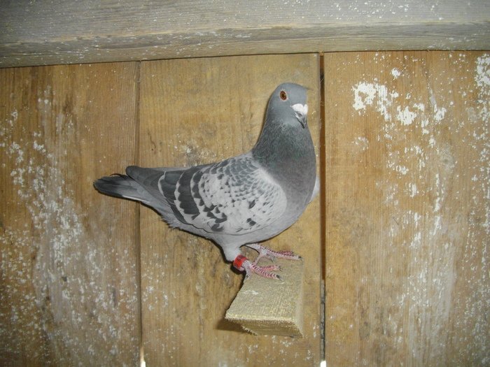 IMGP4652