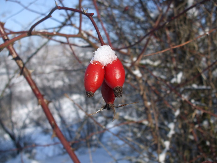 simbioza toamna-iarna